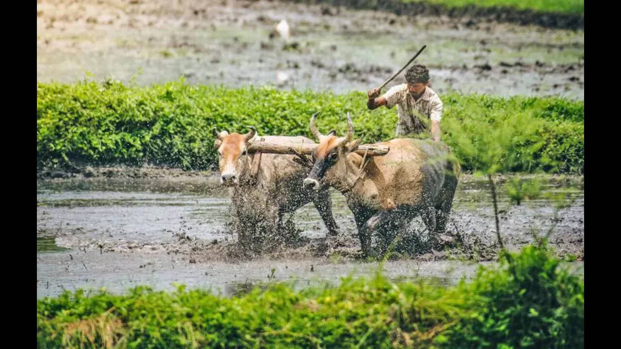 ଆସନ୍ତା ୨୯ ତାରିଖରୁ ପୁରୀରୁ ଆରମ୍ଭ ହେବ “ବିକଶିତ କୃଷି ସଂକଳ୍ପ ଅଭିଯାନ” ।